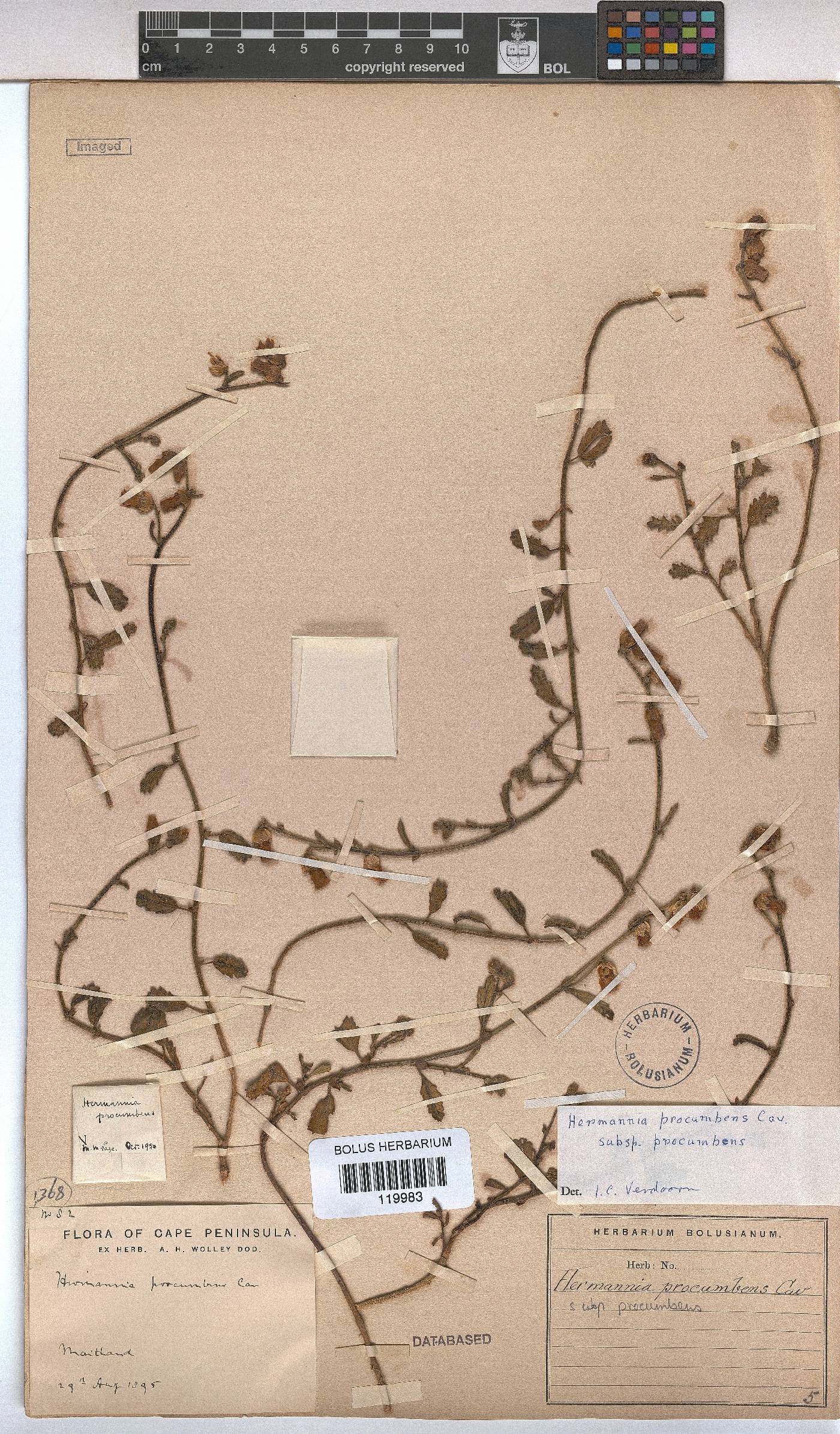 Hermannia procumbens subsp. procumbens image