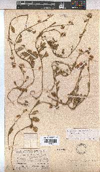 Hermannia procumbens image