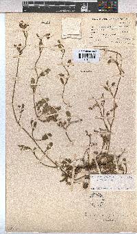 Hermannia procumbens image