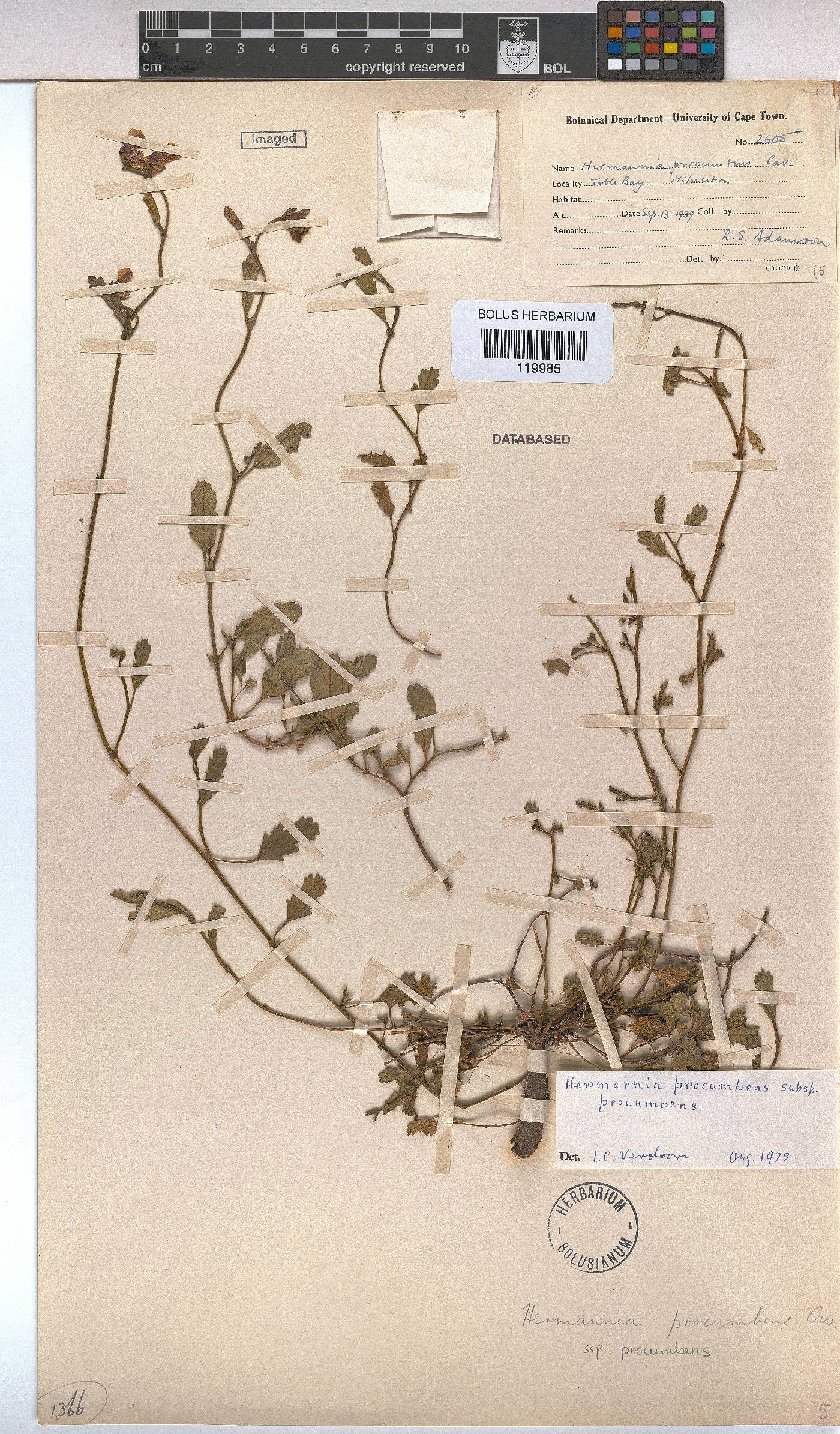 Hermannia procumbens image