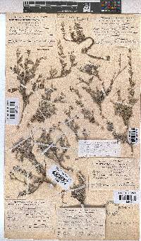 Hermannia pulverata image