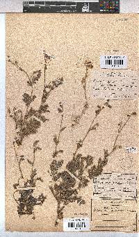 Hermannia pulverata image