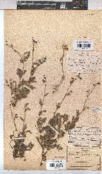 Hermannia pulverata image