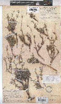 Hermannia pulverata image