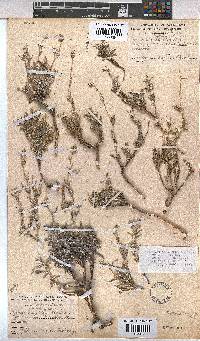 Hermannia pulverata image