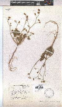 Hermannia macra image