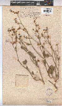 Hermannia macra image