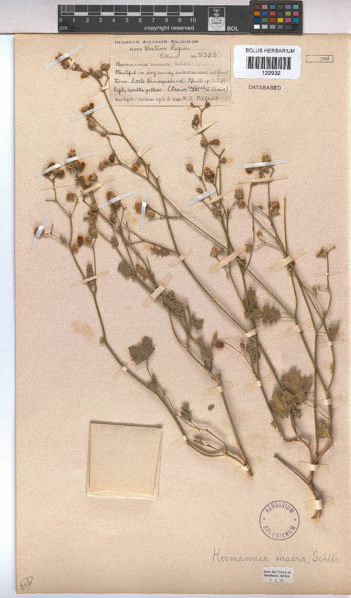 Hermannia macra image