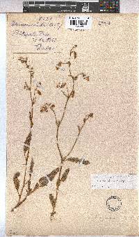 Hermannia juttae image