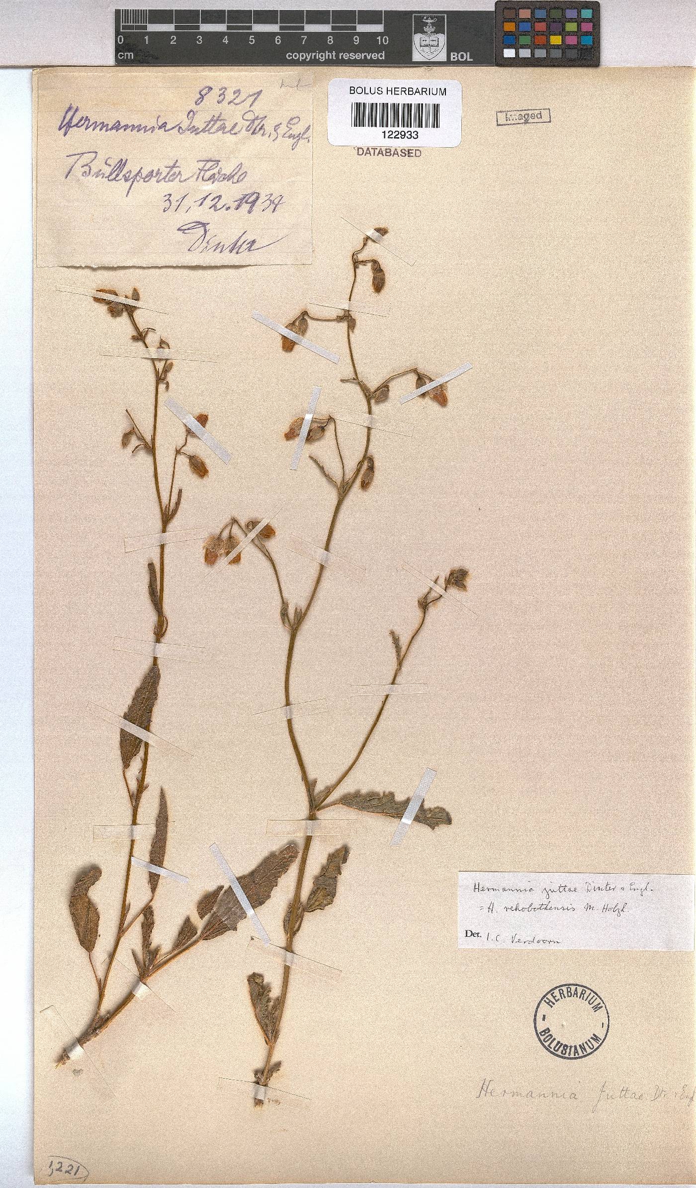 Hermannia juttae image