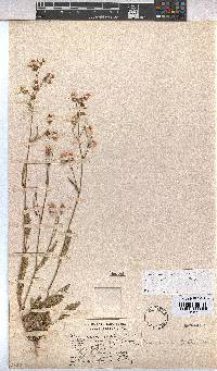 Hermannia juttae image