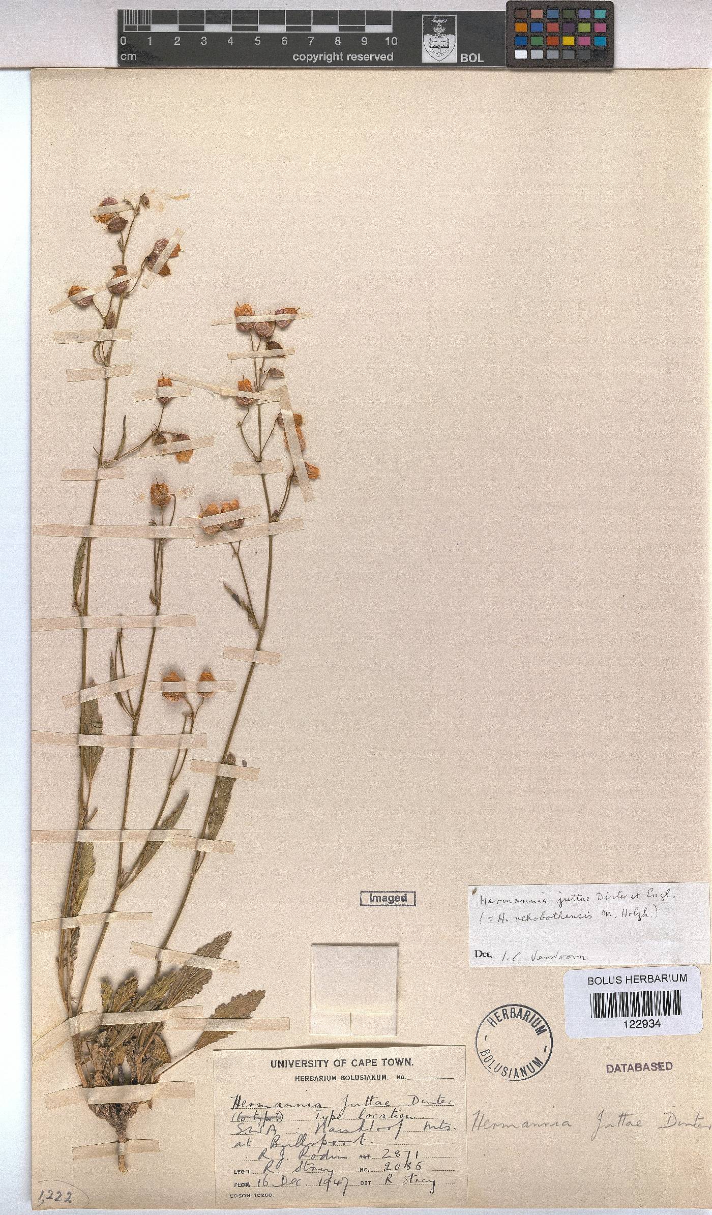 Hermannia juttae image