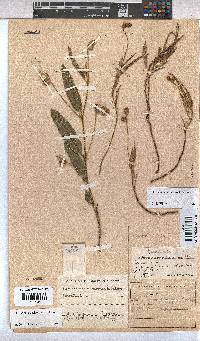 Hermannia auricoma image