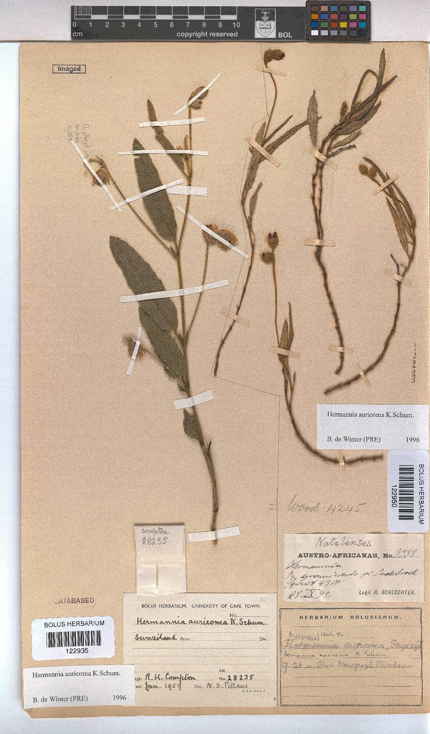 Hermannia auricoma image