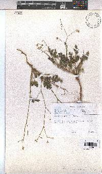 Hermannia paucifolia image