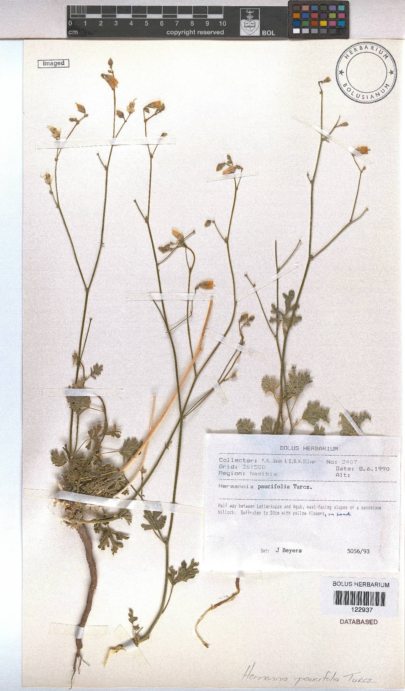 Hermannia paucifolia image