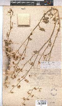 Hermannia paucifolia image
