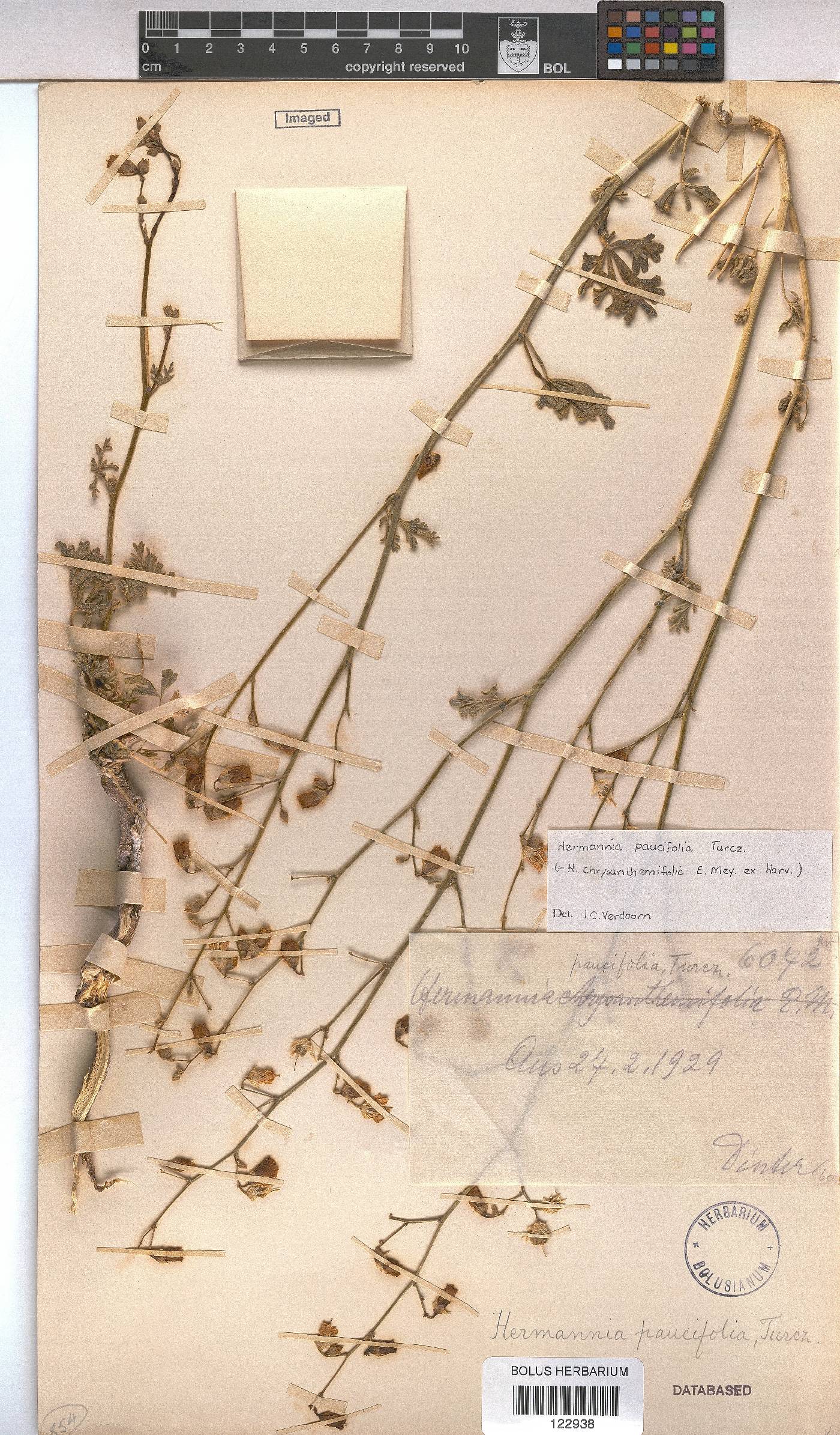 Hermannia paucifolia image