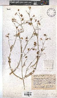 Hermannia paucifolia image