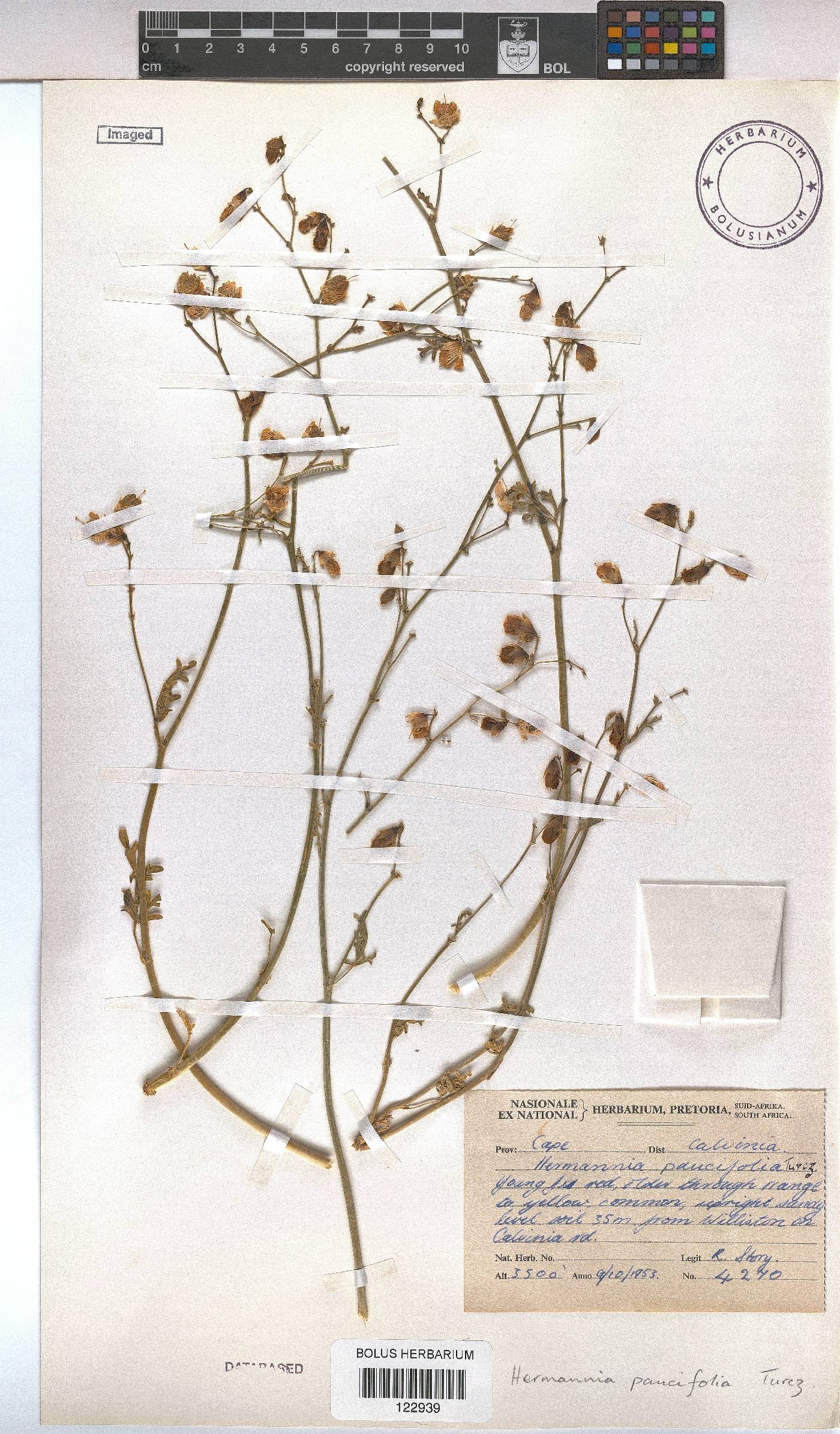 Hermannia paucifolia image