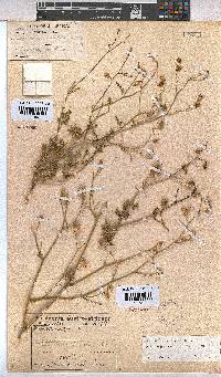 Hermannia paucifolia image