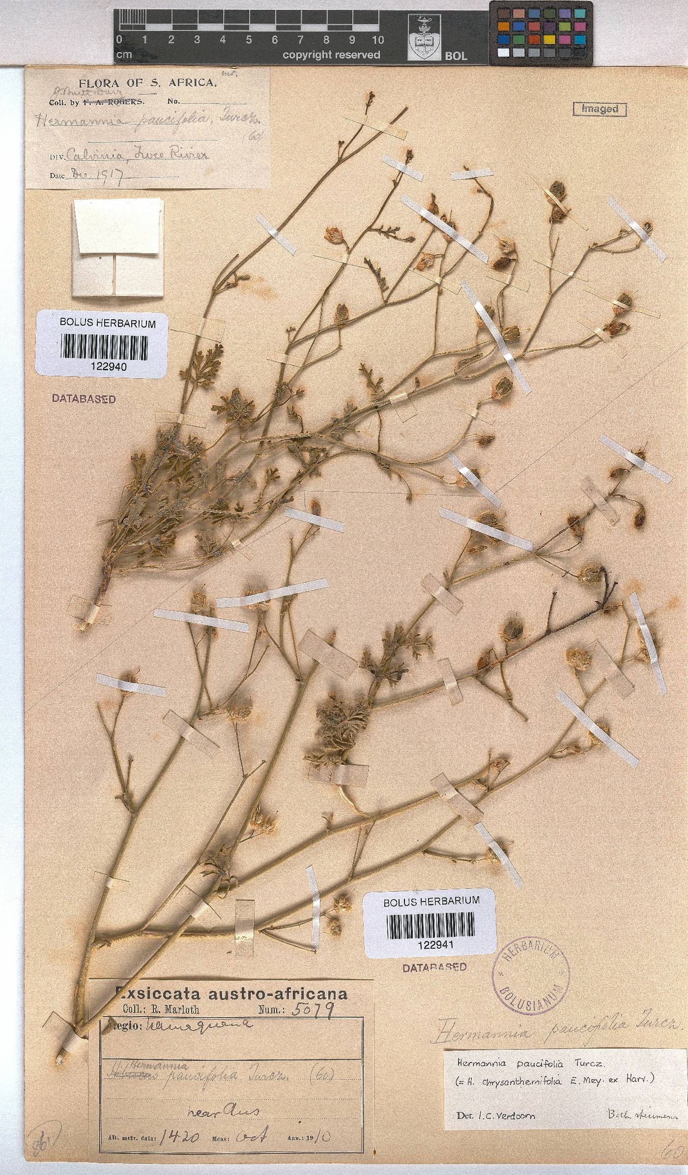 Hermannia paucifolia image