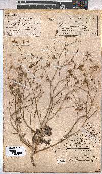 Hermannia paucifolia image