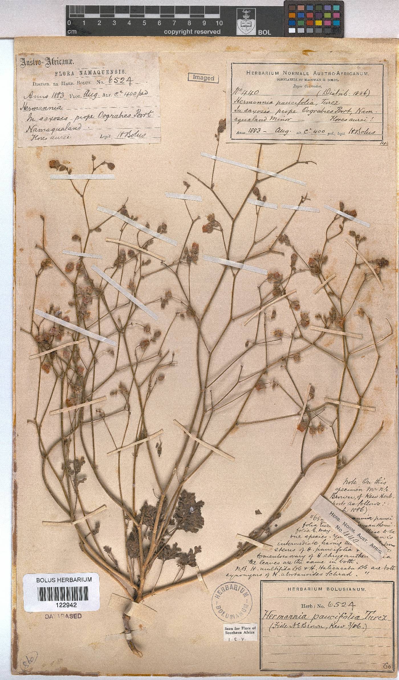 Hermannia paucifolia image