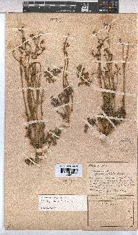 Hermannia paucifolia image