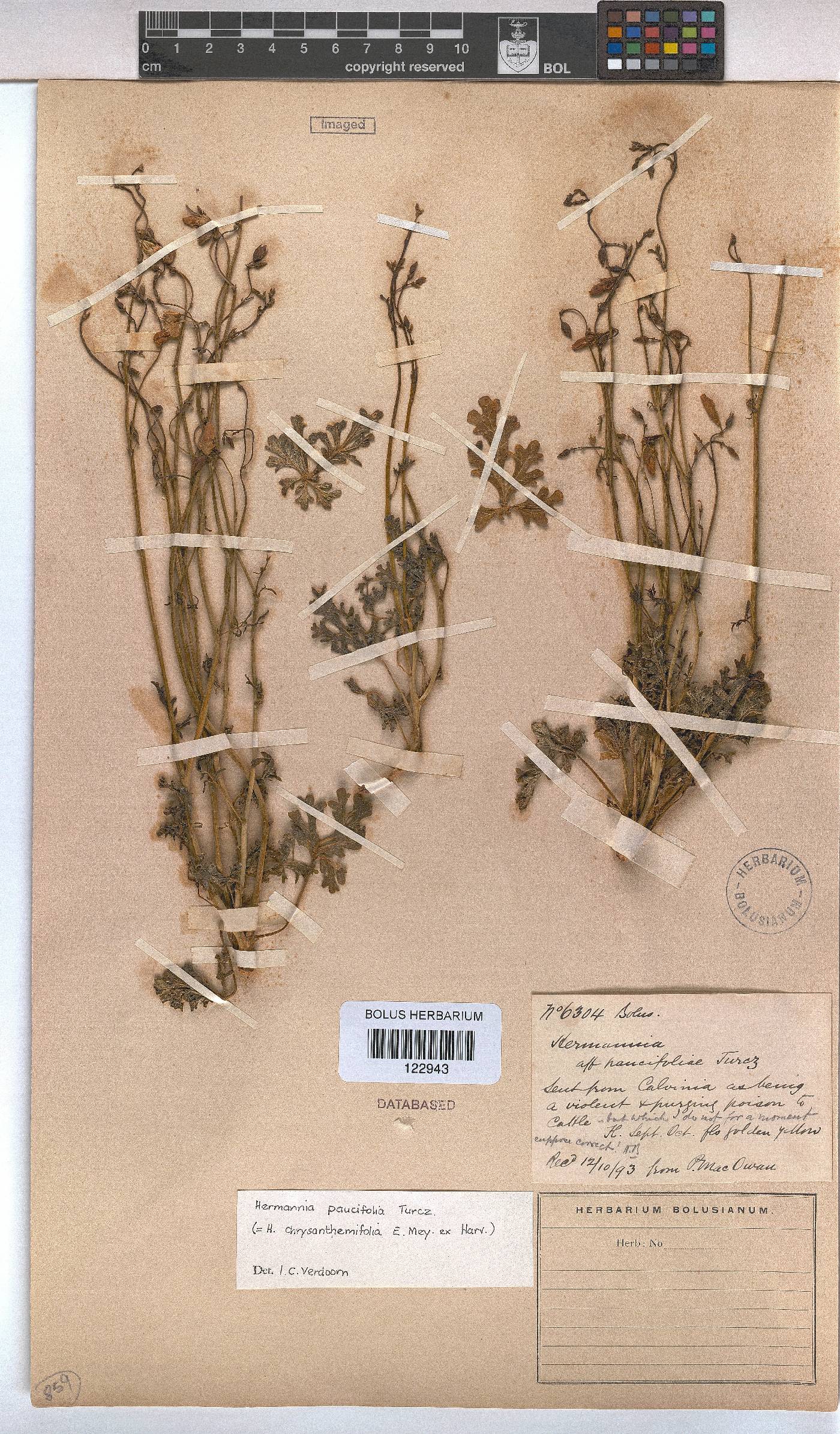 Hermannia paucifolia image