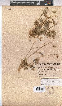Hermannia paucifolia image