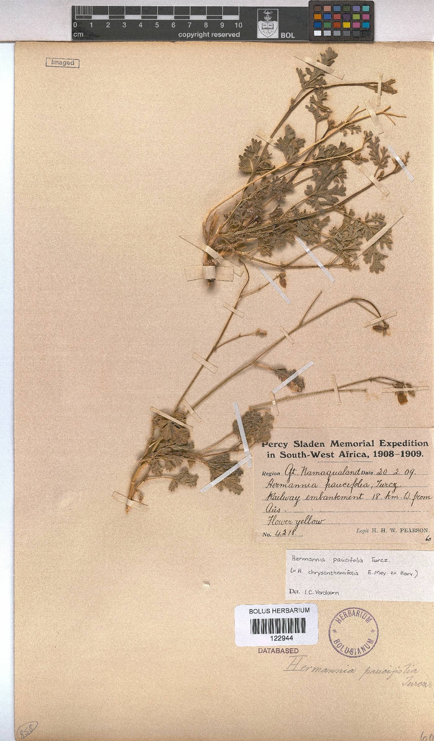 Hermannia paucifolia image