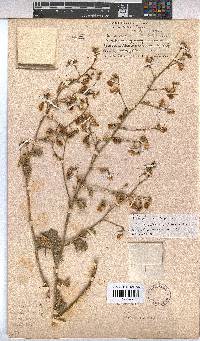 Hermannia paucifolia image