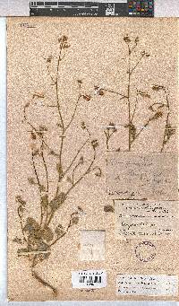 Hermannia paucifolia image