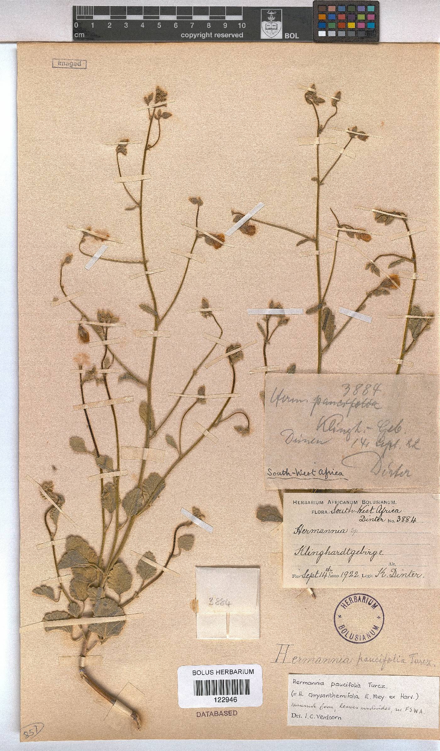 Hermannia paucifolia image
