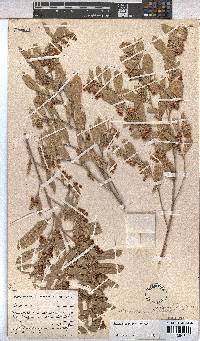 Hermannia antonii image