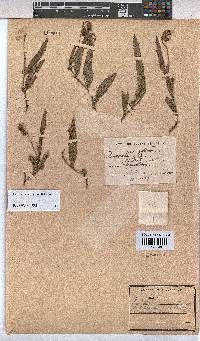 Hermannia auricoma image