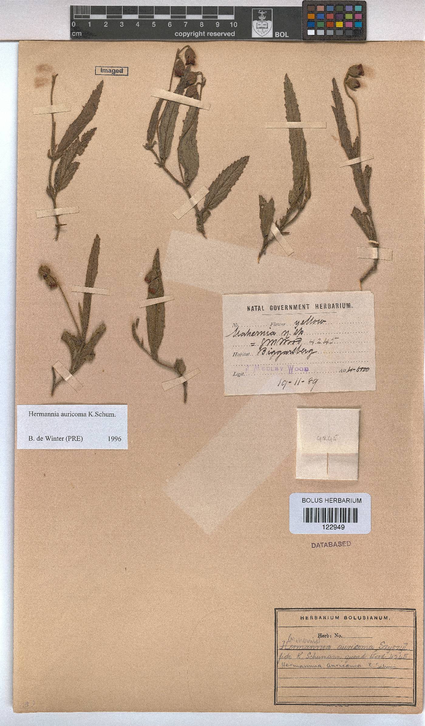 Hermannia auricoma image