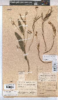Hermannia auricoma image