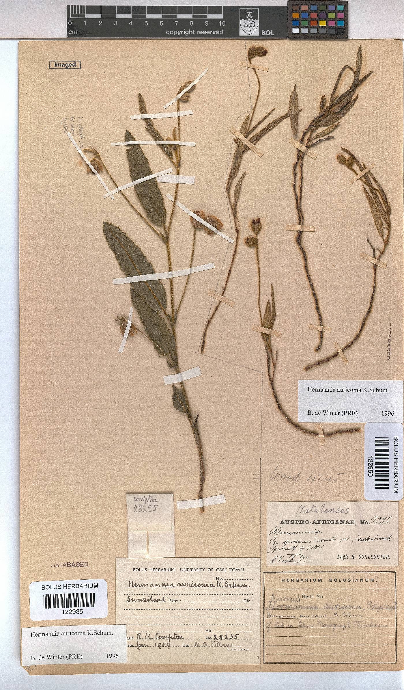 Hermannia auricoma image