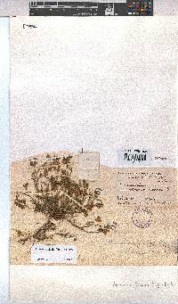 Hermannia bicolor image