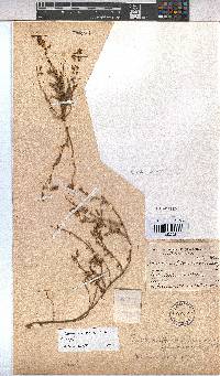 Hermannia bicolor image