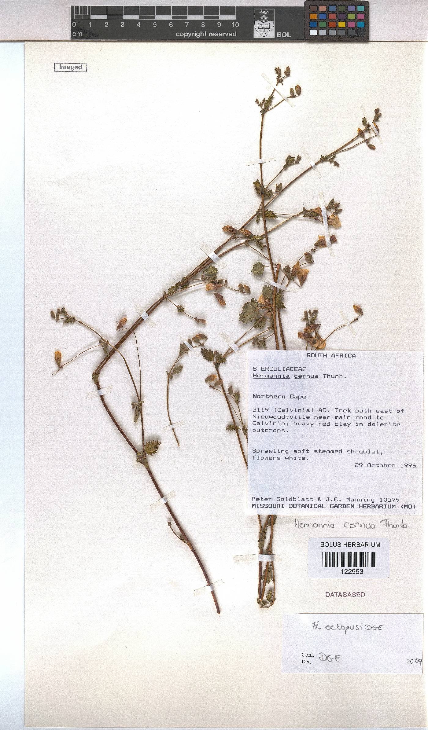Hermannia cernua image