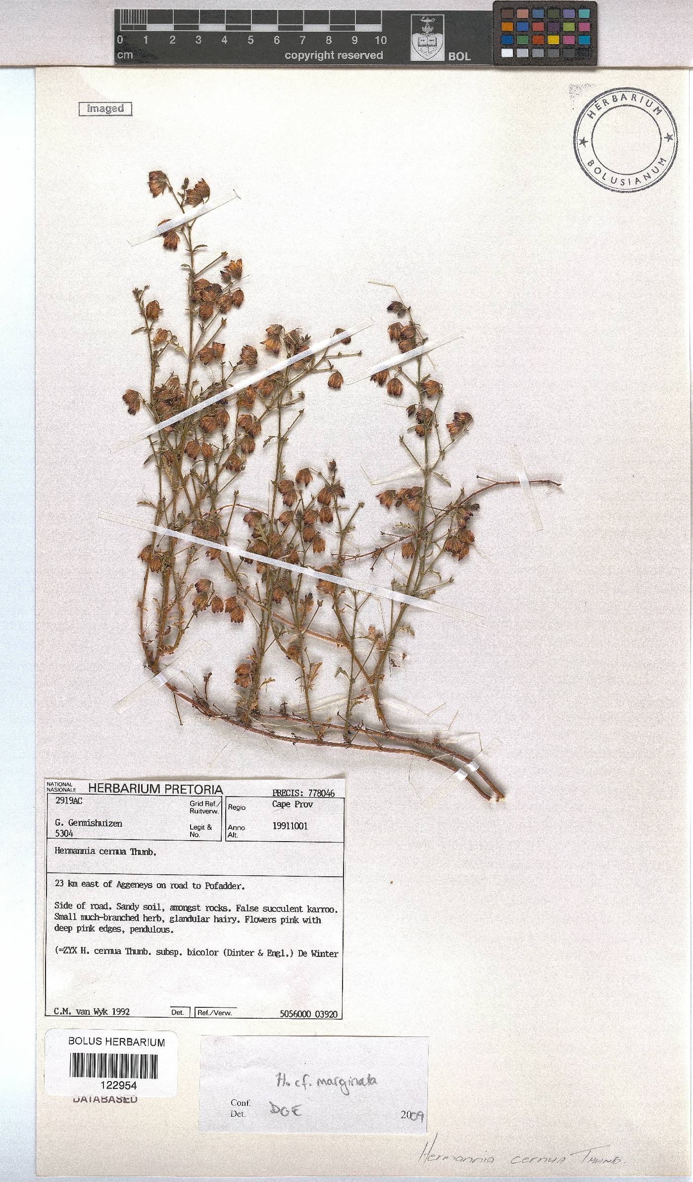 Hermannia marginata image