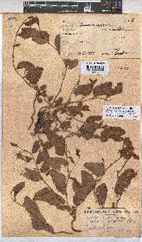 Hermannia depressa image