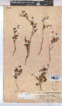 Hermannia depressa image