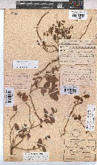 Hermannia depressa image