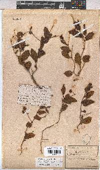 Hermannia depressa image