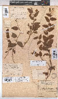 Hermannia depressa image