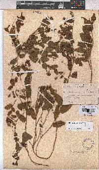 Hermannia depressa image